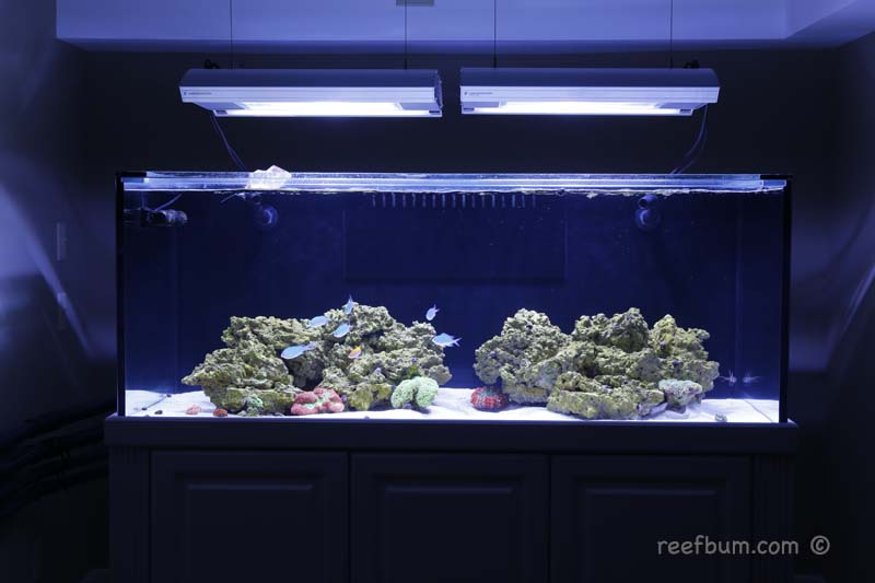 Diagnosing & Eliminating Cloudy Aquarium Water ReefBum