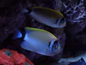 Masked Swallowtail Angelfish