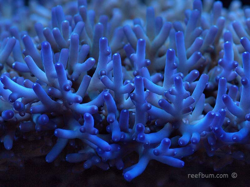 Acropora Lokani