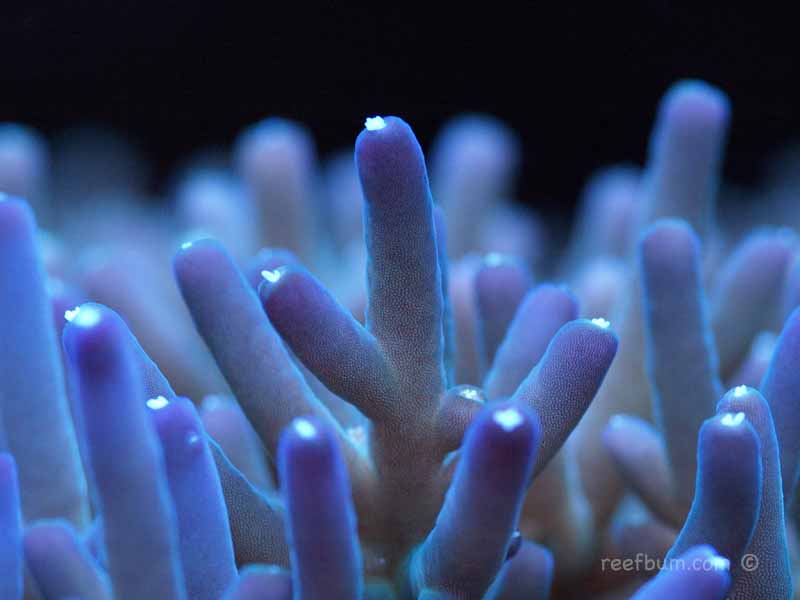 Acropora Lokani