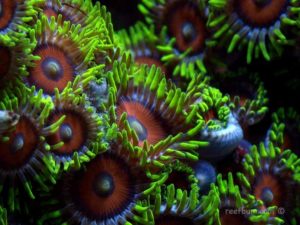 Zoanthids