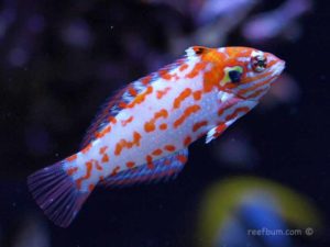 Choati Leopard Wrasse