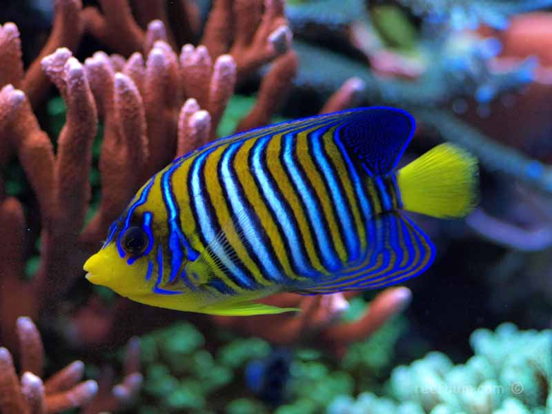 Regal Anglefish