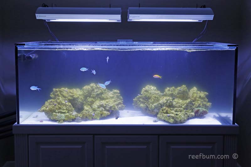 Cloudy aquarium water young reef tank