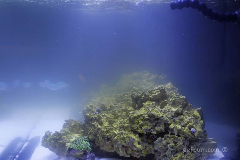 Cloudy aquarium water