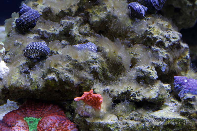 EP.5 Choosing Reef Aquarium Sand - Substrate for Saltwater 