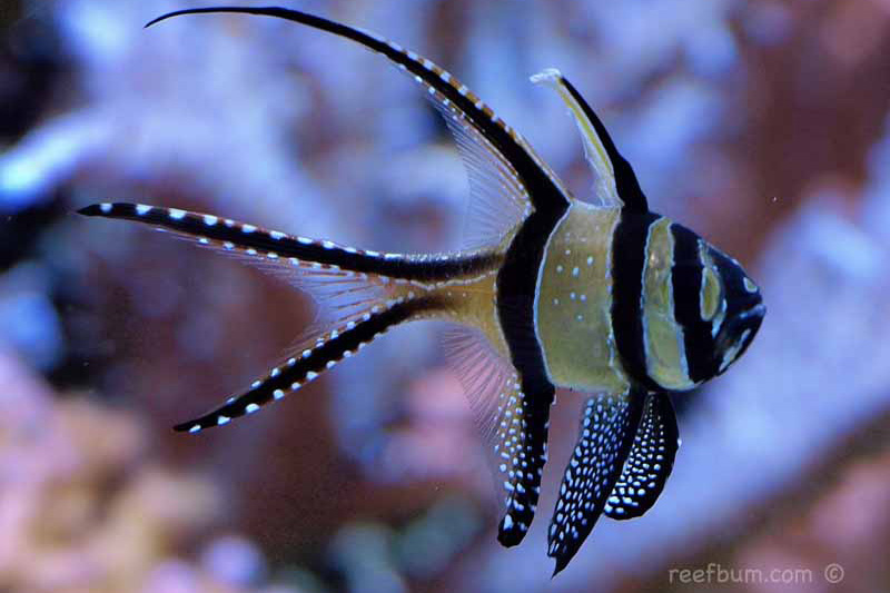 Banggai Cardinalfish