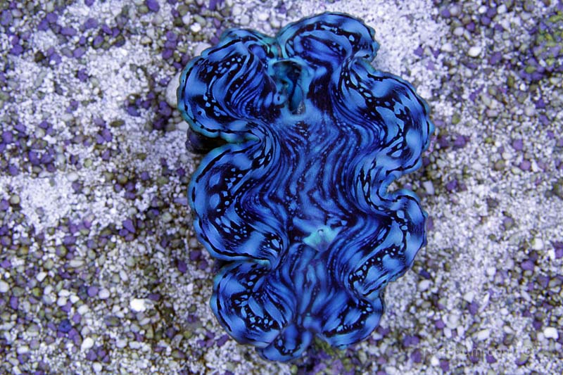 Blue Squamosa Clam