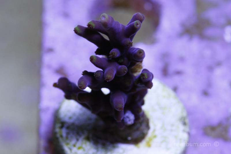 【SEAL限定商品】 SPS Deep ReefBum - Acropora Pacman Mr. – Dive ウォーゲーム
