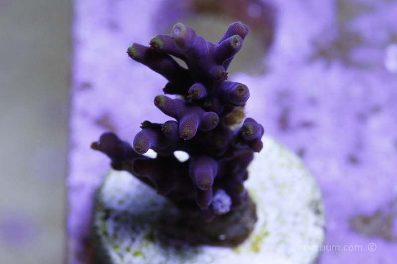 Mr. Pacman Acropora