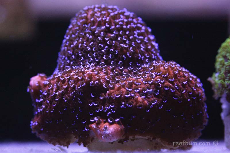 Reverse Superman Montipora