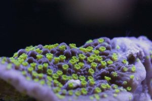 ORA Supernatural Cap