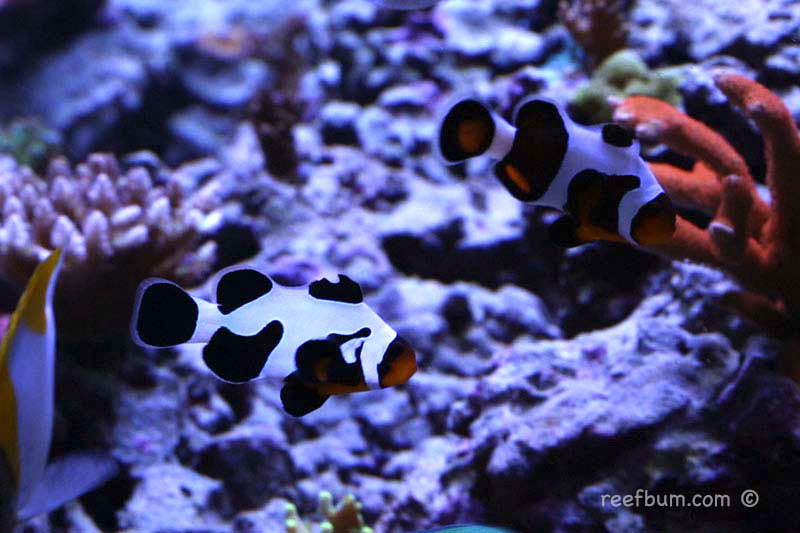 MochaVinci Clownfish