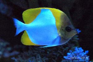 Yellow Pyramid Butterflyfish