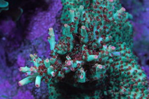 Unique Corals Original Strawberry Shortcake