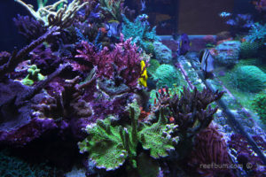 Reef Tank