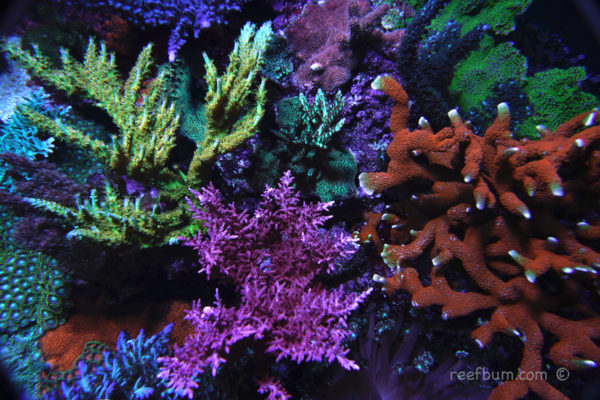 Managing Phosphate in a Reef Tank - ReefBum