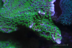 Tubbs Stellata Montipora