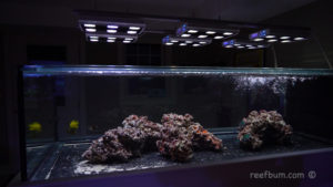 Reef Tank Aquascape