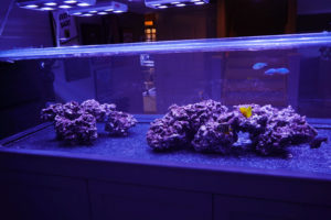 Bare Bottom Reef Tank