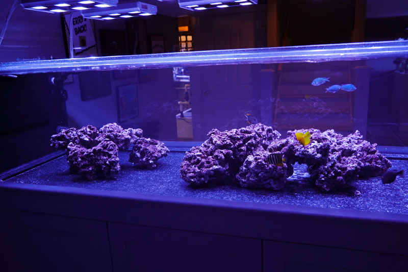 Bare Bottom Reef Tank