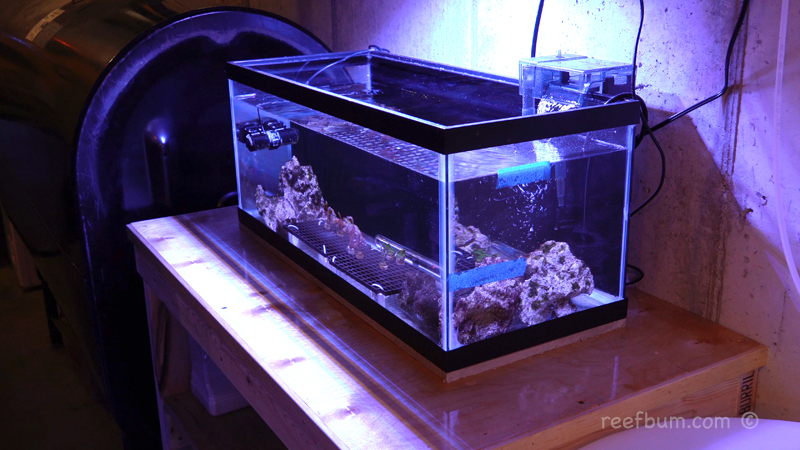How To Setup a SPS Quarantine Tank ReefBum