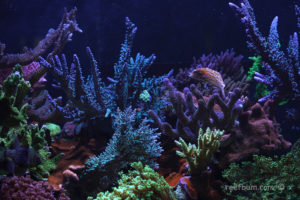 SPS Dominant Reef Tank