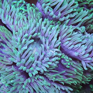 Green Duncan Coral