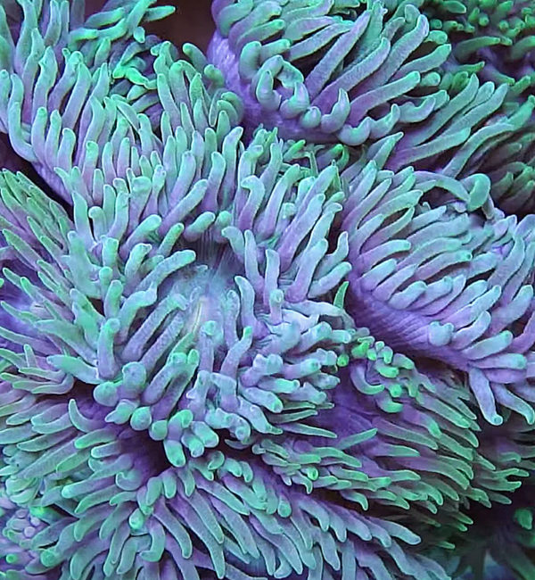 Green Duncan Coral