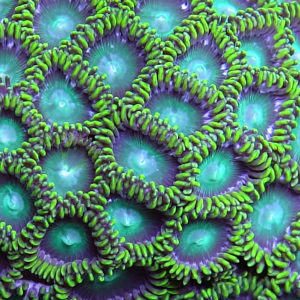 Radioactive Zoas