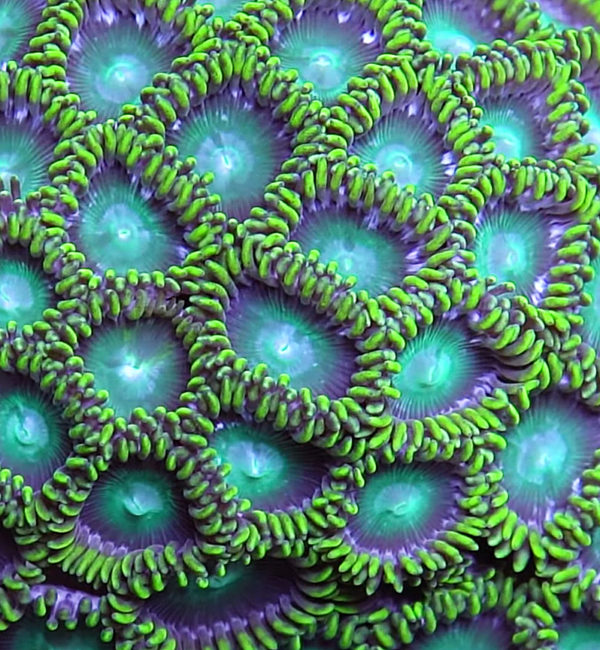 Radioactive Zoas