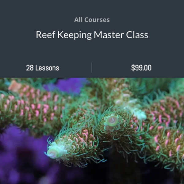 Reff Keeping Reef Keeping Master Class - ReefBum