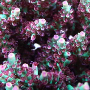 BC Hyperberry