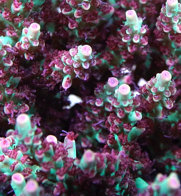 BC Hyperberry