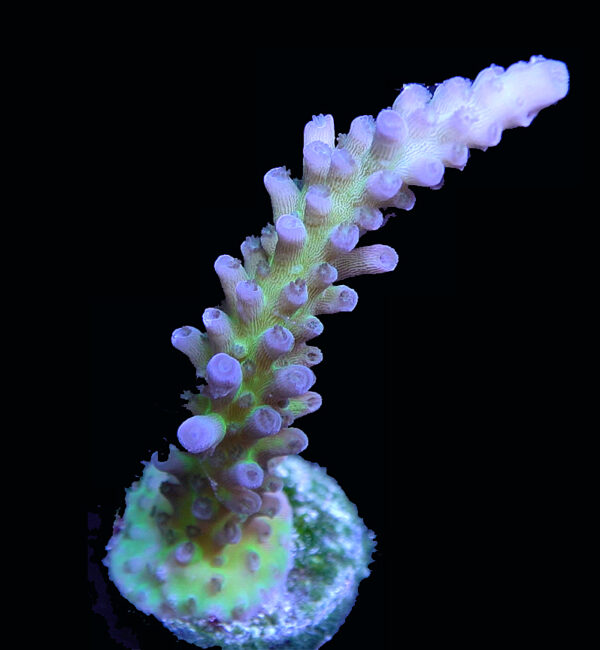 JF Frankie's Kryptonite Acro