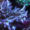Tyree Icefire Echinata