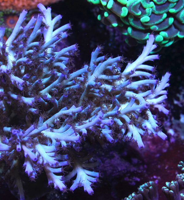 Tyree Icefire Echinata