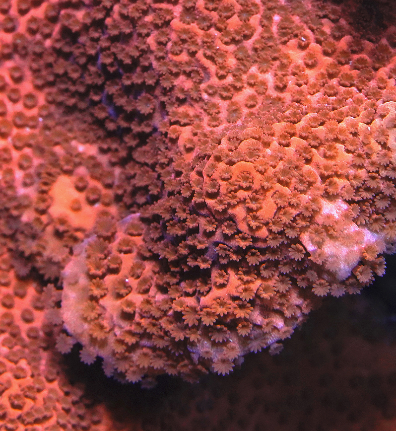 Orange Crush Monti - ReefBum