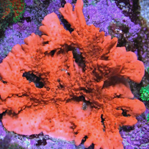 Orange Setosa