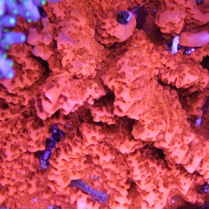 Orange Setosa