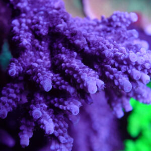 Purple Slimer