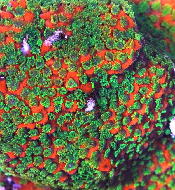 Sunset Montipora
