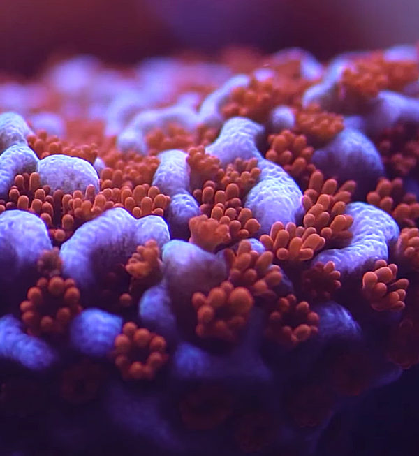Superman Montipora