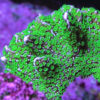 Tubbs Stellata Monti