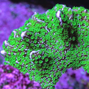 Tubbs Stellata Monti