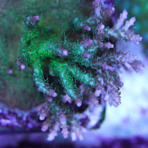 Sanjays Leprechauns Beard thumb