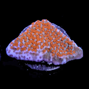 Superman Montipora