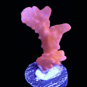 Orange Setosa