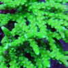 ACI Toxic Anacropora