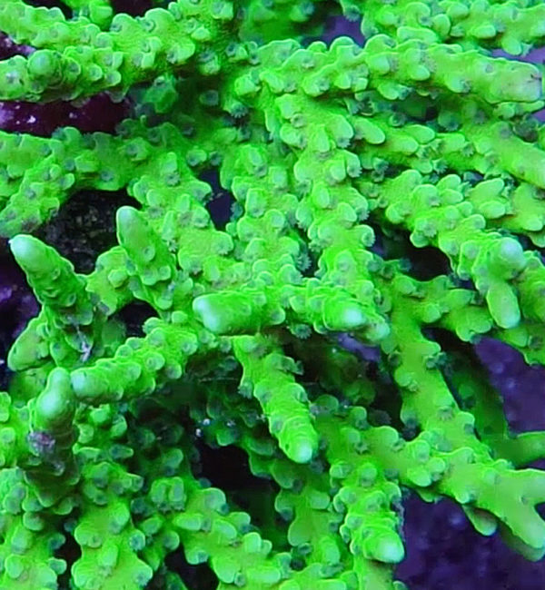 ACI Toxic Anacropora